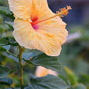 Yellow Red Hibiscus Profile Poster