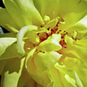 Yellow - Rose - Beauty Poster