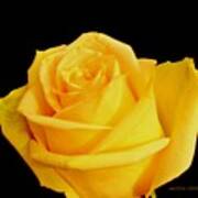 Yellow Rose On Black Poster