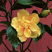 Flower Photographs - Yellow Rose Poster