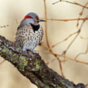 Yellow-shafted Northern Flicker Poster