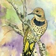 Yellow Shafted Northern Flicker Poster