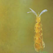 Yellow Shrimp Flower Poster