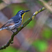 Yellow-throated Warbler Poster