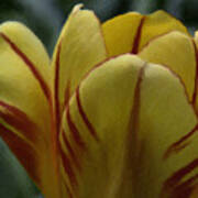 Yellow Tulip Poster