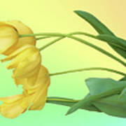 Yellow Tulip Pastel Poster