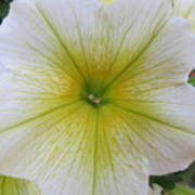 Yellow-veined Petunia Poster