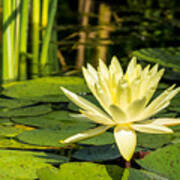Yellow Water Lily Poster