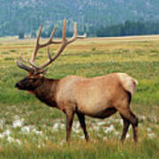 Yellowstone Elk Poster