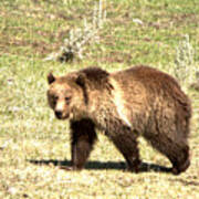 Yellowstone Grizzly Cub 2018 Poster