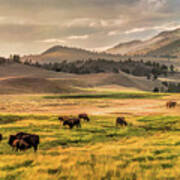 Yellowstone National Park Lamar Valley Bison Grazing Poster