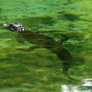 Young Alligator Poster