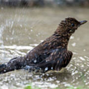 Young Blackbird's Bath Poster