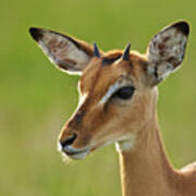 Young Impala Poster