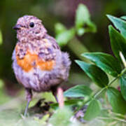 Young Robin Poster