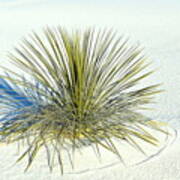 Yucca In White Sand Poster
