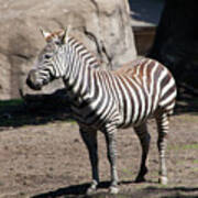 Zebra At The San Francisco Zoo San Francisco California 5d3165 Poster