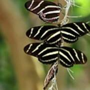 Zebra Butterflies Hanging On Poster