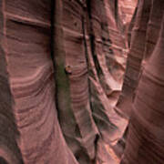 Zebra Canyon Poster