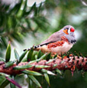 Zebra Finch Poster