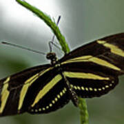 Zebra Longwing Butterfly Poster