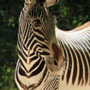 Zebra Portrait Poster