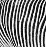 Zebra Print Black And White Horizontal Crop Poster