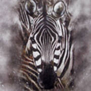 Zebra Splash Poster