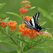 Zebra Swallowtail Butterfly 15264_v1 Poster
