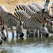 Zebra Water Break Poster