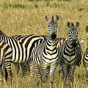 Zebras On Alert Poster