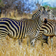 Zebras On The Tarangire Poster