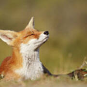 Zen Fox Series - Summer Fox Poster