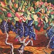 Zinfandel Grape Zanies Poster