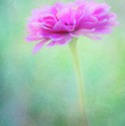 Painted Pink Zinnia Poster