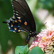 Zinnia Butterfly Poster