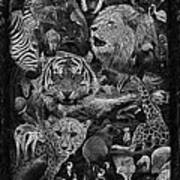 Zoo Collection 1 L Wd Bw Poster
