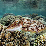 A Broadclub Cuttlefish Lays Eggs #1 Poster