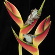 Amazon Milk Frogs On Tropical Stem #1 Poster