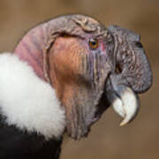 Andean Condor Vultur Gryphus Wildlife Poster