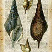 Antiquarian Seashells Ii #1 Poster