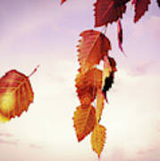 Autumn Leaves Poster