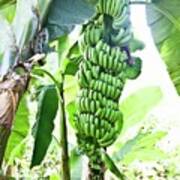 Bananas Just Before Harvesting #1 Poster