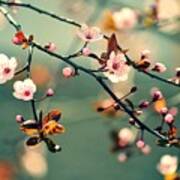 Beautiful Flowering Japanese Cherry - Poster
