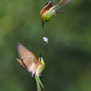 Bee-eater Poster