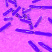 Bifidobacterium Bacteria, Illustration #1 Poster