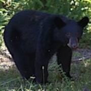 Black Bear Cub #1 Poster