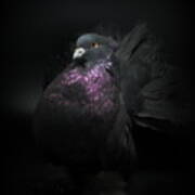 Black Indian Fantail Pigeon #1 Poster