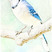 Blue Jay #1 Poster