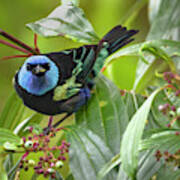 Blue-necked Tanager Alcazares Manizales Colombia #1 Poster